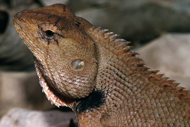 Garden Fence Lizard - Calotes versicolor - click to go to next image