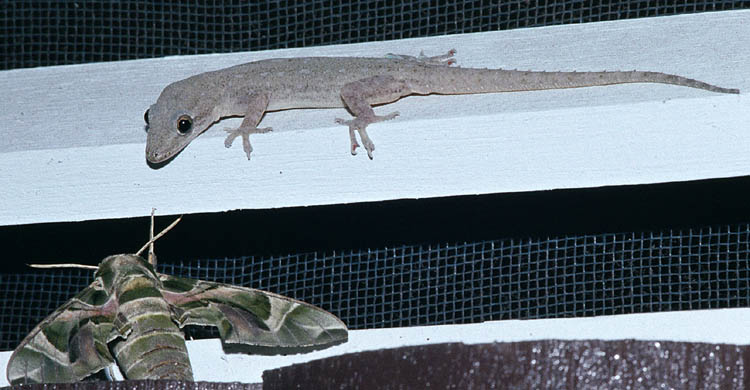 Spiny-tailed House Gecko - Hemidactylus frenatus - click to go to next image