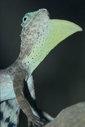 Common Gliding Lizard - Draco volans - click to go to next image