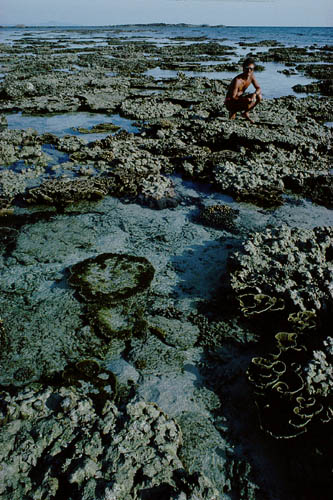 Low Tide - To protect the reef : Please do never touch the corals -  - click to go to next image