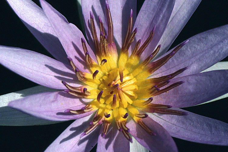 water lily - Nymphea sp. - click to go to next image