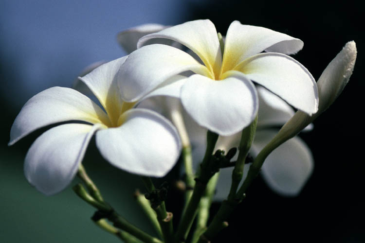 Frangipani - Plumeria alba - click to go to next image