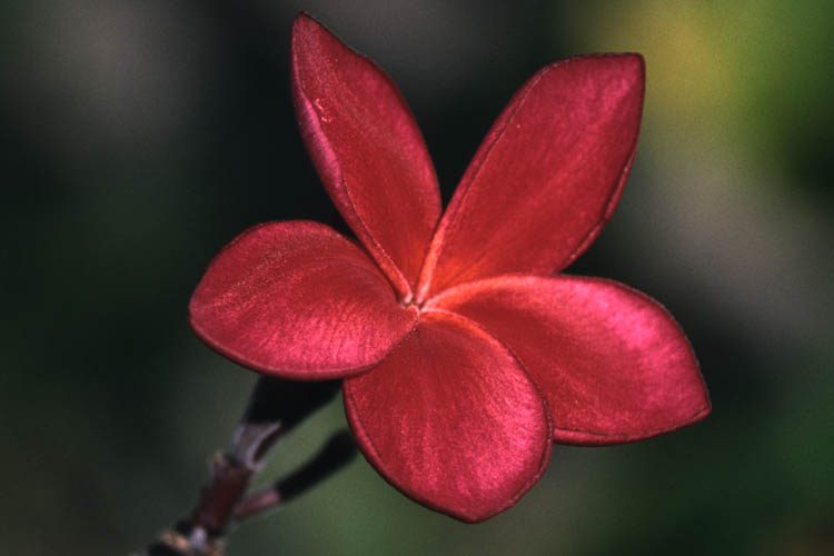 Frangipani - Plumeria rubra - click to go to next image