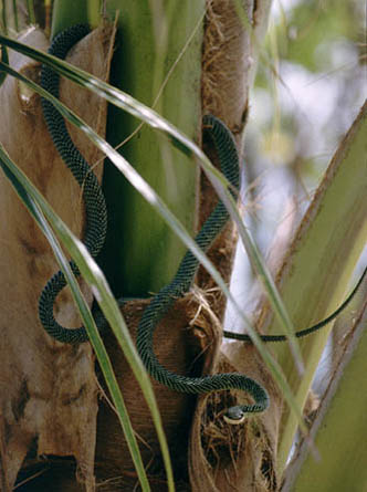 Flying Snake - Golden Tree Snake - Chrysopelea ornata - click to go to next image