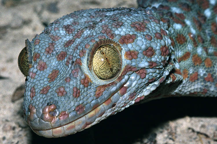 Tokay - Gekko gecko - click to go to next image