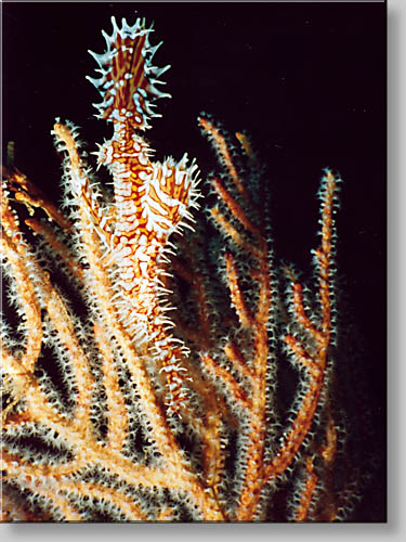 Ornate Ghost Pipefish - Solenostomus paradoxus - click to go to next image