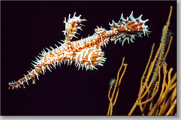 Ornate Ghost Pipefish - Solenostomus paradoxus - click to go to next image