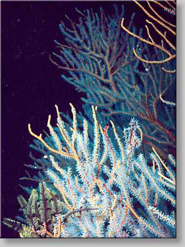 Ornate Ghost Pipefish - Solenostomus paradoxus - click to go to next image