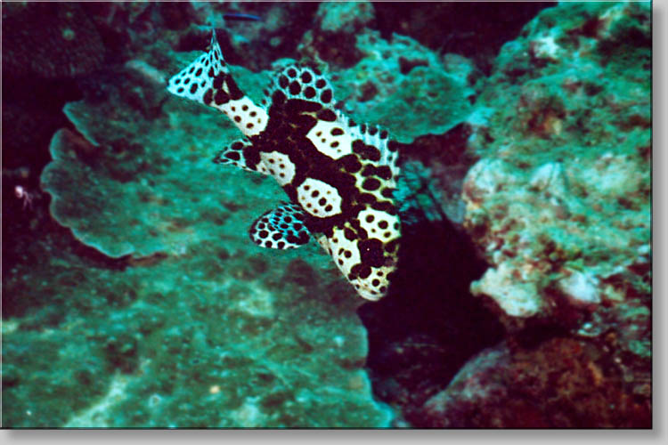 Many-Spotted Sweetlips - Plectorhinchus chaetodonoides - click to go to next image