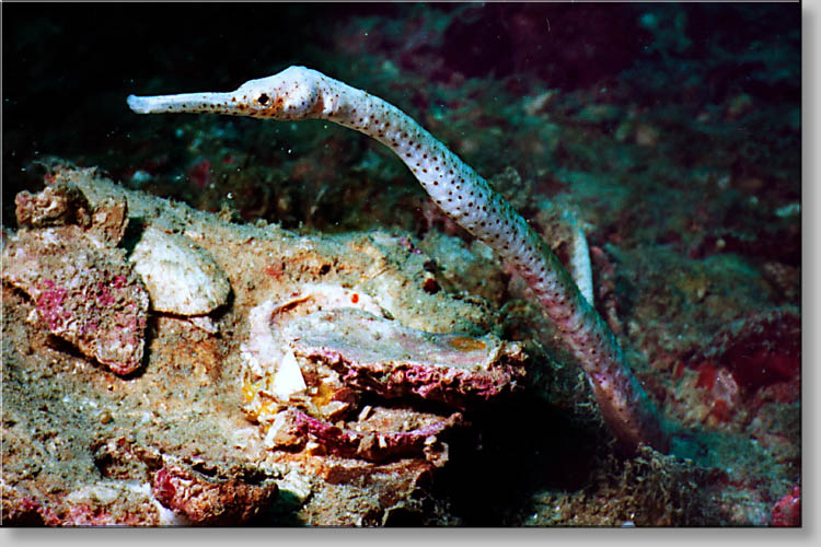 Short-Tailed Pipefish - Trachyrhamphus bicoarctatus - click to go to next image