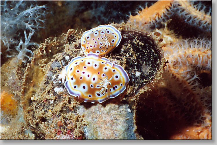 Nudibranch - Chromodoris geminus - click to go to next image