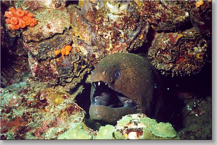 Giant moray - Gymnothorax javanicus - click to go to next image