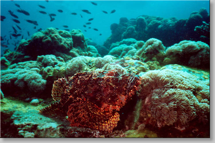 Scorpionfish - Scorpaenopsis sp. - click to go to next image