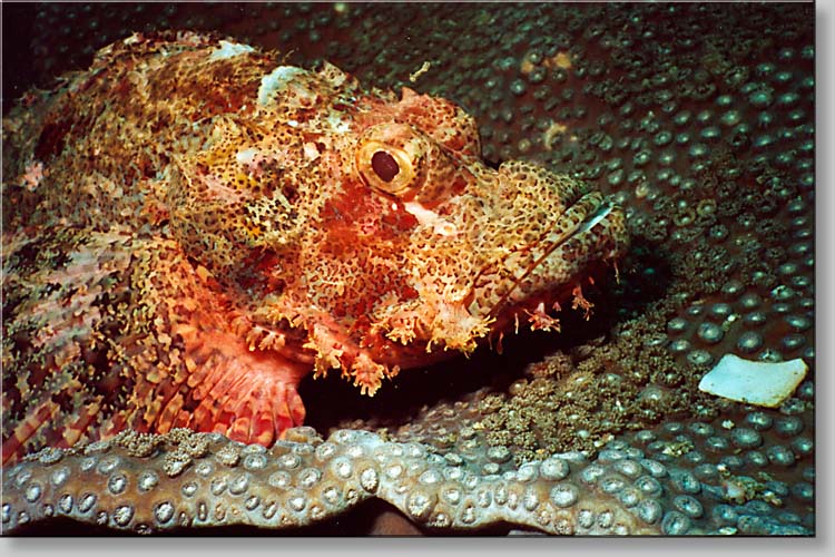 Scorpionfish - Scorpaenopsis sp. - click to go to next image