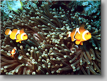 Clownfish - photo by Wim van Daalen