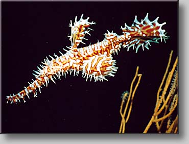 Ghostpipefish - photo by Uwe Schroeder