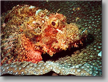 Scorpionfish - photo by Uwe Schroeder