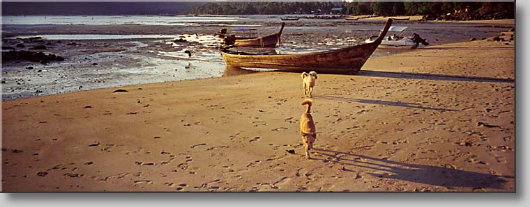 sunset low tide at Phi Phi Don Island  - Tonsai Bay